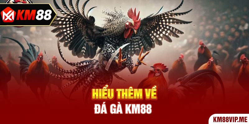 Hiểu thêm về Đá Gà KM88 