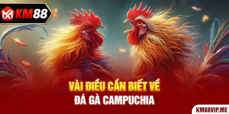 Vài điều cần biết về Đá Gà Campuchia