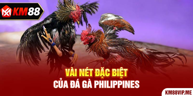 Vài nét đặc biệt của Đá Gà Philippines