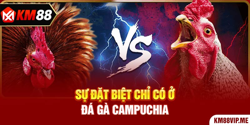 Sự đặt biệt chỉ có ở Đá Gà Campuchia 