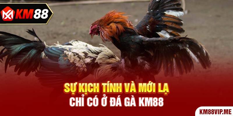 Sự kịch tính và mới lạ chỉ có ở Đá Gà KM88