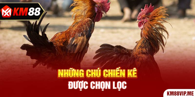 Những chú chiến kê được chọn lọc  