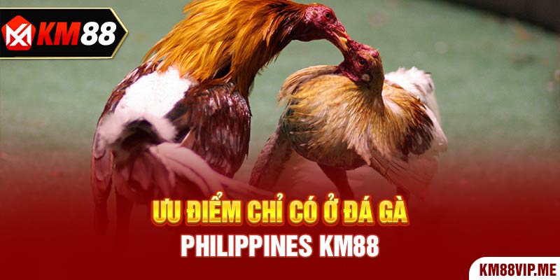 Ưu điểm chỉ có ở Đá Gà Philippines KM88