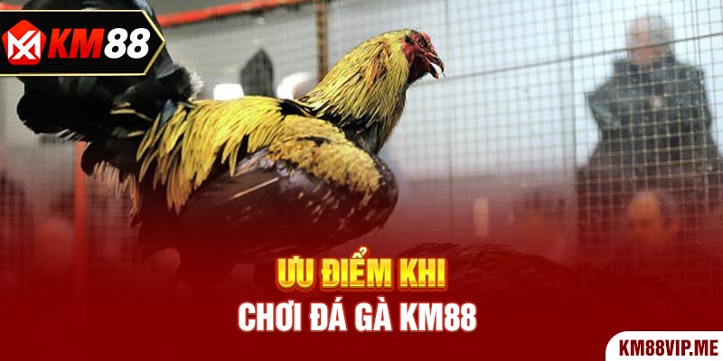 Ưu điểm khi chơi Đá Gà KM88 