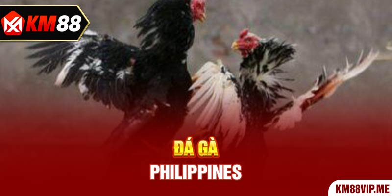 Đá Gà Philippines là loại hình cá cược được nhiều người ưa chuộng bởi tính kịch tính cao.