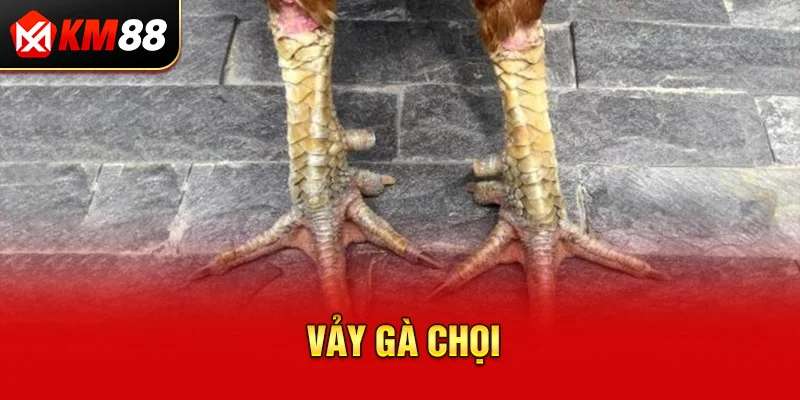 Vảy gà chọi