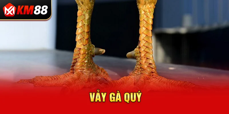 Vảy gà quý