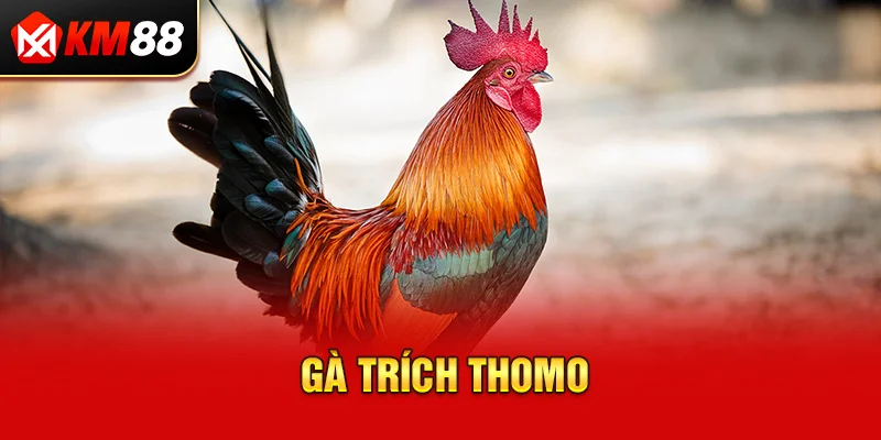 Gà trích Thomo