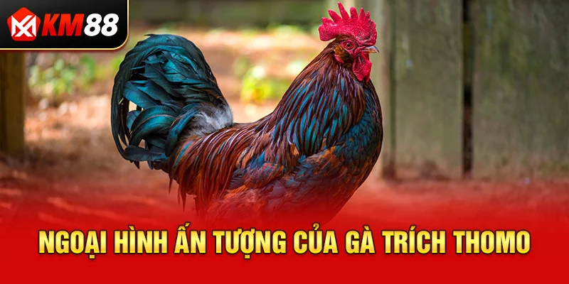 Ngoại hình ấn tượng của gà trích Thomo