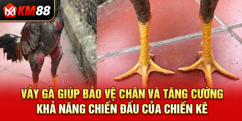 Vảy gà giúp bảo vệ chân và tăng cường khả năng chiến đấu của chiến kê