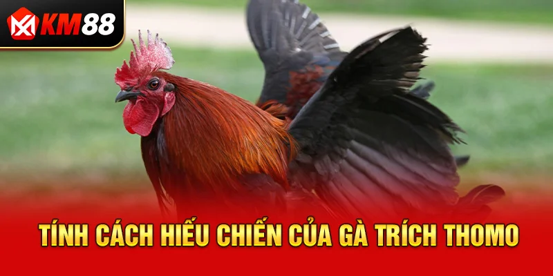 Tính cách hiếu chiến của gà trích Thomo