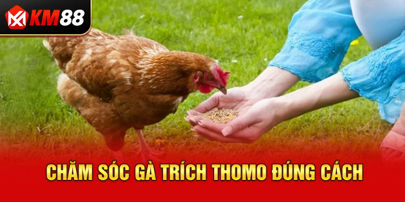 Chăm sóc gà trích Thomo đúng cách