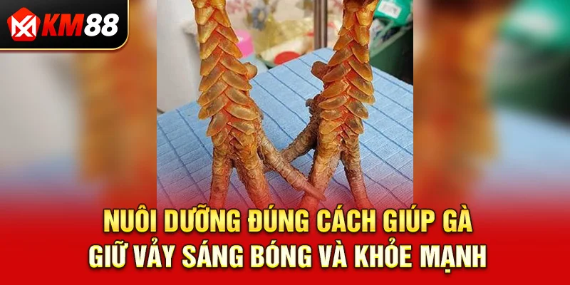 Nuôi dưỡng đúng cách giúp gà giữ vảy sáng bóng và khỏe mạnh